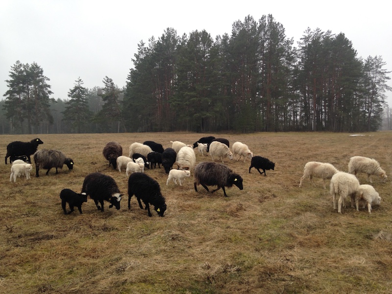 Open Call: Shepherd’s Residency in Nida (Lithuania)
